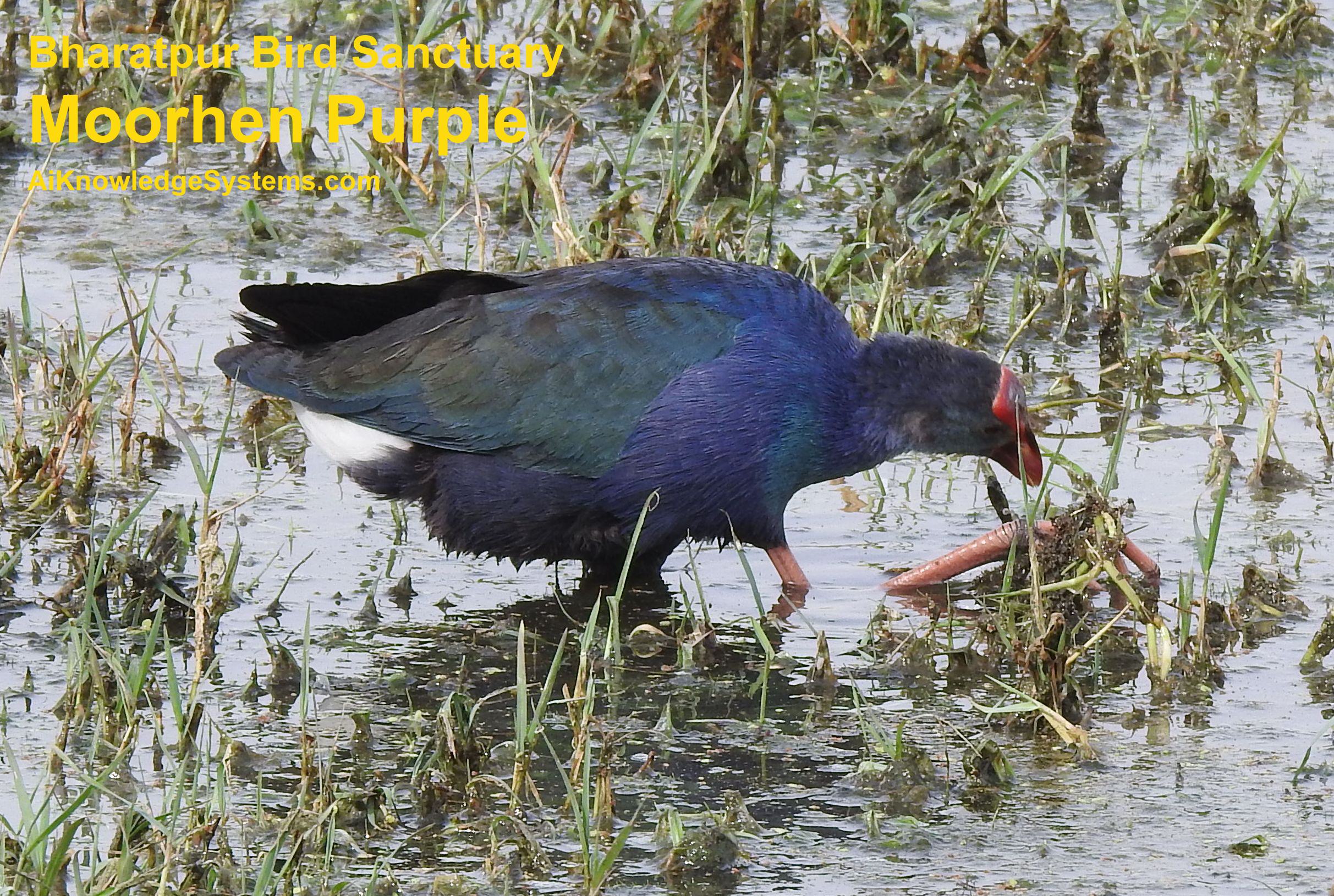 Moorhen Purple (12) Coming Soon